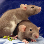 La reproduction des rats : croisements, hérédité et génétique 