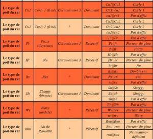 La reproduction des rats : croisements, hérédité et génétique 