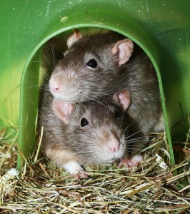 Ce qu'il faut savoir lorsque l'on adopte un rat comme animal de compagnie