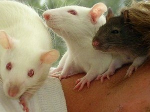 Ce qu'il faut savoir lorsque l'on adopte un rat comme animal de compagnie