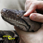 santé-critère-espèce-serpents-maladie-parasite-problème-signe-symptômes-reptiles-NAC-animal-animaux-compagnie-animogen-terrarium-