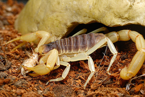 L'alimentation des scorpions en captivité (proie, ration, fréquence)