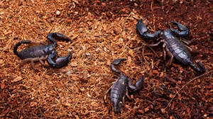 L'alimentation des scorpions en captivité (proie, ration, fréquence)