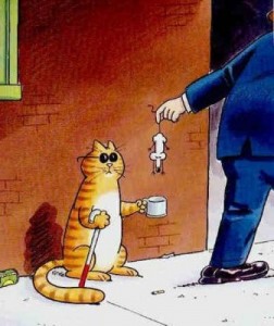 Pourquoi les chats ont-ils besoin de taurine ?