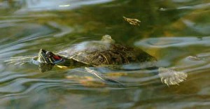 Les tortues d'eau ont-elles besoin d'exercice ?