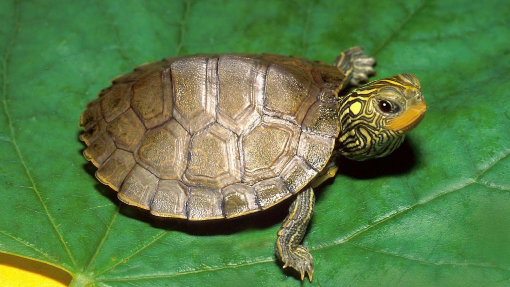 Les tortues d'eau ont-elles besoin d'exercice ?