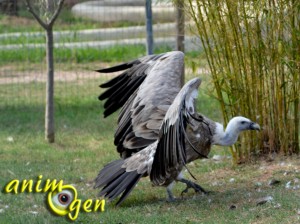 AnimOgen à la découverte du vautour fauve et du vautour de Rüppell