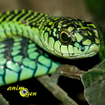 Reptiles : comment reconnaître un serpent venimeux ?