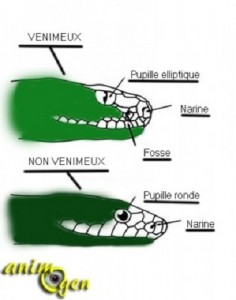 Reptiles : comment reconnaître un serpent venimeux ?