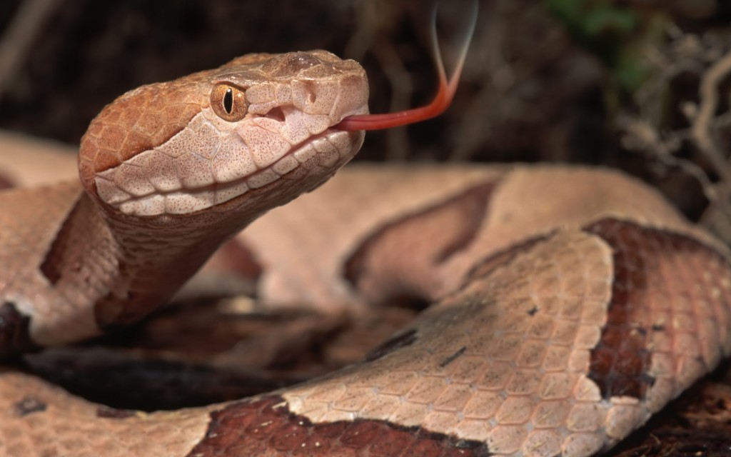 Reptiles : comment reconnaître un serpent venimeux ?