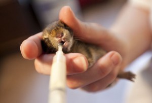 Alimentation : comment nourrir nos lapins aux différents stades de leur vie ?