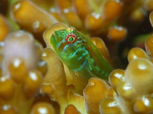 Le Gobie corail strié, ou Gobiodon histrio, gardien de coraux