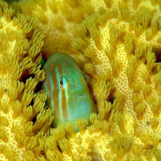 Le Gobie corail strié, ou Gobiodon histrio, gardien de coraux