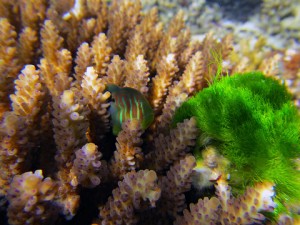 Le Gobie corail strié, ou Gobiodon histrio, gardien de coraux