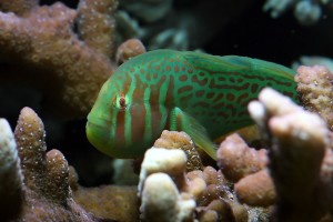 Le Gobie corail strié, ou Gobiodon histrio, gardien de coraux