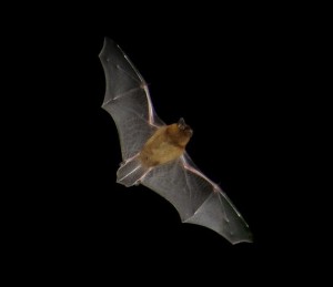 La pollution lumineuse, ou l'effet papillon sur la faune nocturne