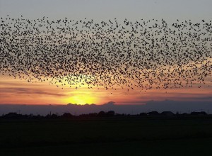 La pollution lumineuse, ou l'effet papillon sur la faune nocturne