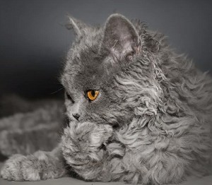 Le Selkirk rex, un chat dans un corps de mouton