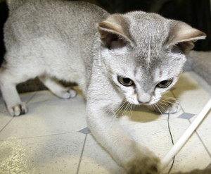 Le Singapura, chat d'amour