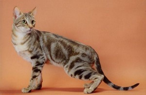 Le Sokoké, ou Khadzonzos, chat sauvage d'Afrique domestiqué