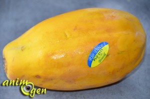 Alimentation : les atouts de la papaye pour nos perroquets