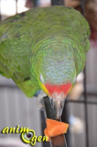 Alimentation : les atouts de la papaye pour nos perroquets