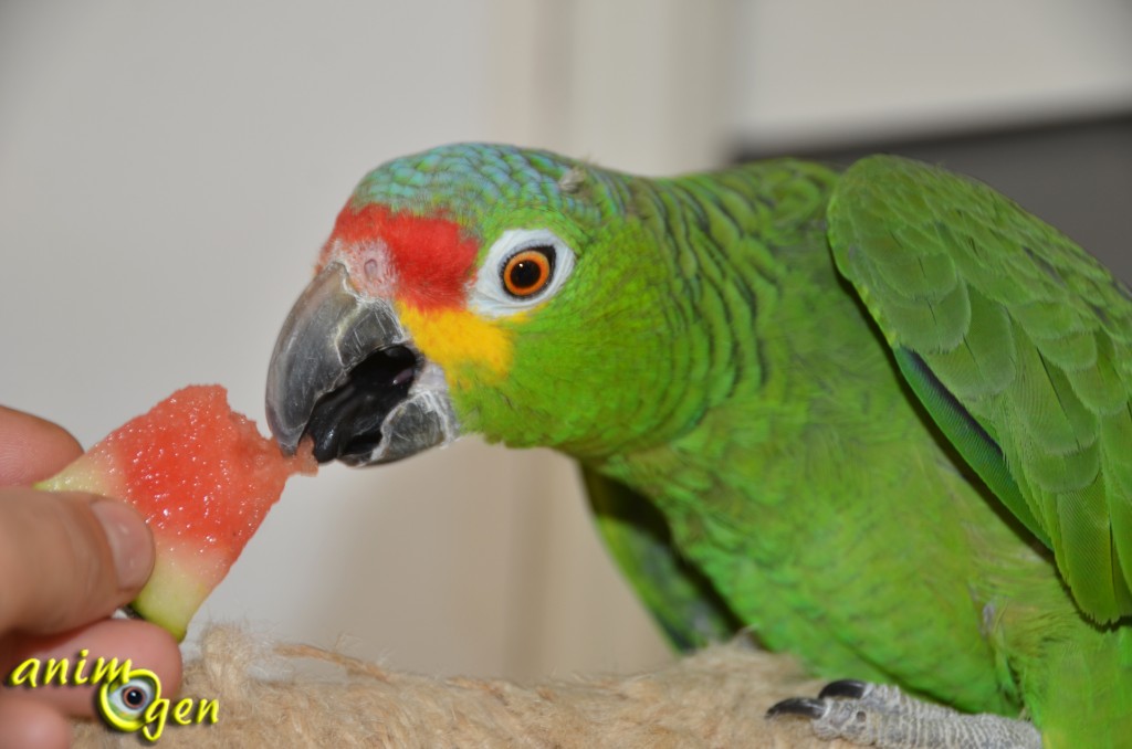 Alimentation : la pastèque rouge, un cocktail parfumé pour nos perroquets