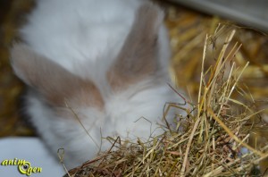 Alimentation : l'importance du foin pour nos lapins de compagnie