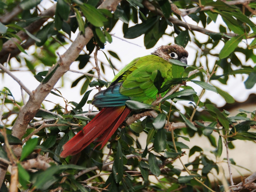 L'alimentation du Pyrrhura molinae à l'état sauvage