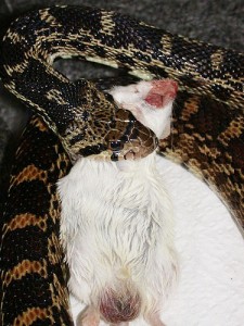 Les problèmes d'alimentation chez les serpents en captivité