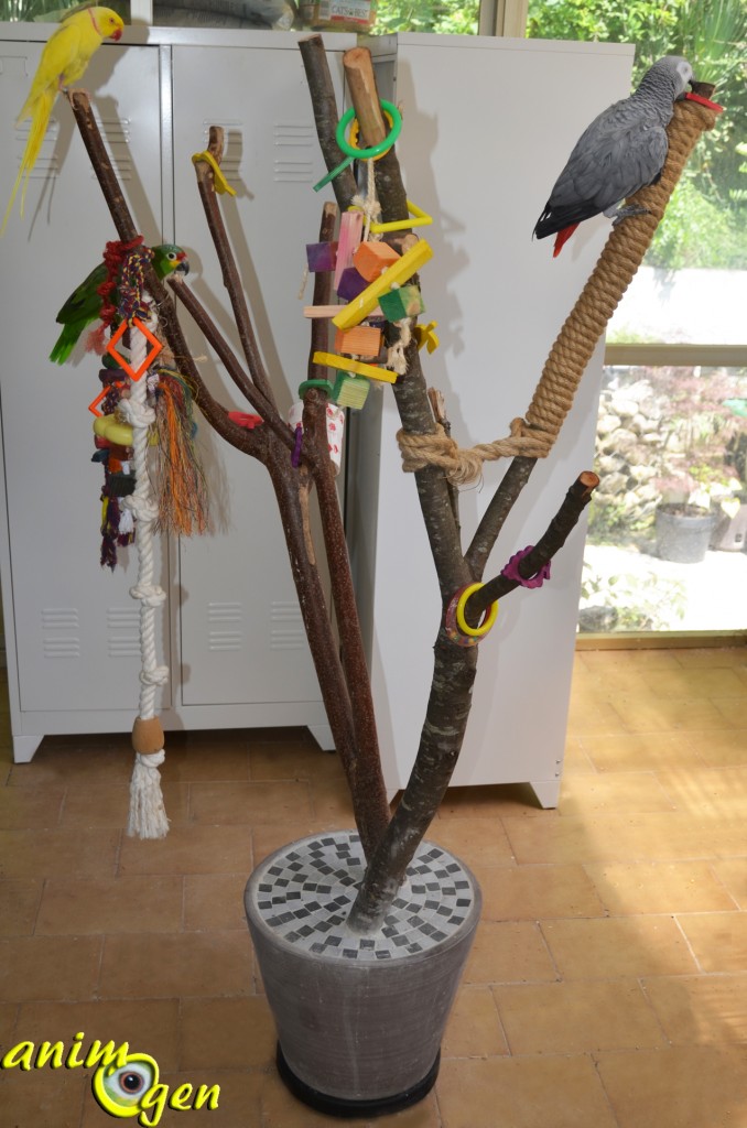 Accessoire : comment fabriquer un arbre à perroquets ? (tutoriel, test, prix)