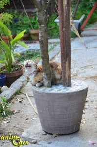 Accessoire : comment fabriquer un arbre à perroquets ? (tutoriel, test, prix)