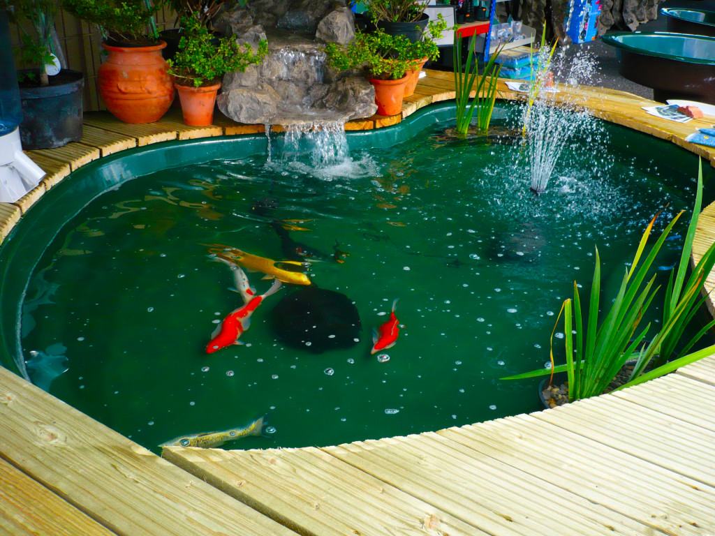 quelles esp 232 ces de poissons peut on accueillir dans un quelles esp 232 ces de poissons peut on accueillir dans un