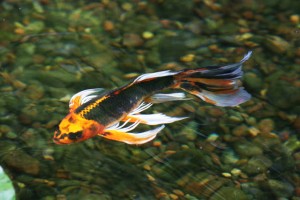 Quelles espèces de poissons peut-on accueillir dans un bassin ?