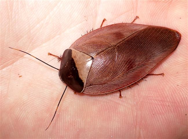 La Blatte Un Animal De Compagnie Inattendu Animogen