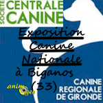 4 ème Exposition canine nationale à Biganos (33), le dimanche 27 juillet 2014