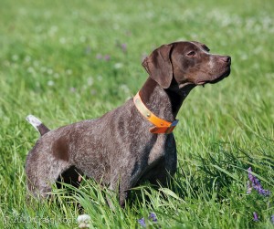 Le Braque français, chien de Charles X