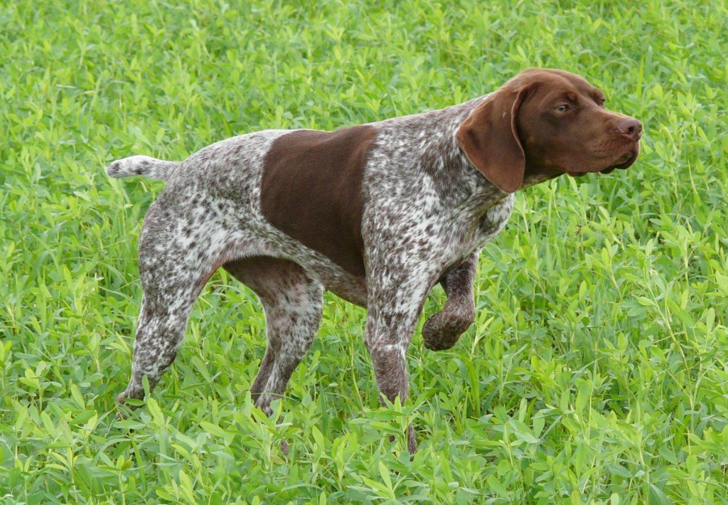 Le Braque français, chien de Charles X