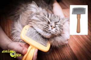 Apprenez à brosser votre chat pour rendre ce moment agréable