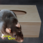 Fabriquez une cabane pour vos rats et petits rongeurs avec une boîte à mouchoirs