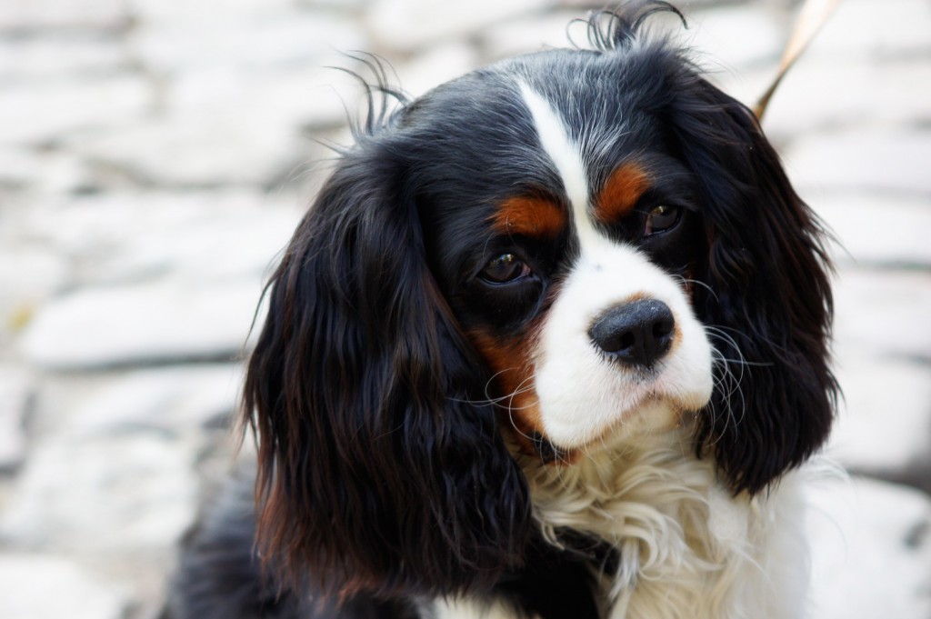 Le Cavalier king Charles spaniel, la douceur à l'état pur