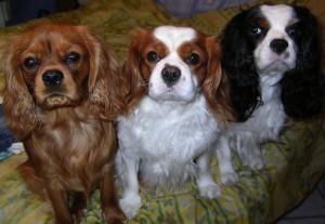 Le Cavalier king Charles spaniel, la douceur à l'état pur