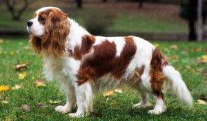 Le Cavalier king Charles spaniel, la douceur à l'état pur