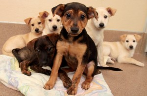 Comment choisir le chien idéal ?