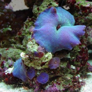 Débuter avec les coraux dans un bac récifal : l'Actinodiscus, ou Discosoma