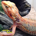 Santé : la déshydratation chez les reptiles (cause, symptômes, solutions)