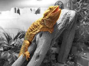 Santé : la déshydratation chez les reptiles (cause, symptômes, solutions)