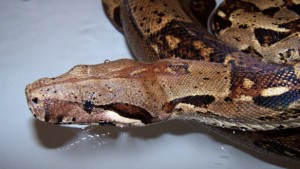 Santé : la déshydratation chez les reptiles (cause, symptômes, solutions)