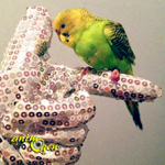 Les gants, amis ou ennemis de l'éducation de nos perroquets ? (éducation, comportement)