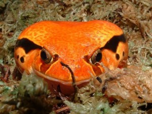 La grenouille tomate, ou Dyscophus guineti un "fruit" de terrarium à admirer sans modération